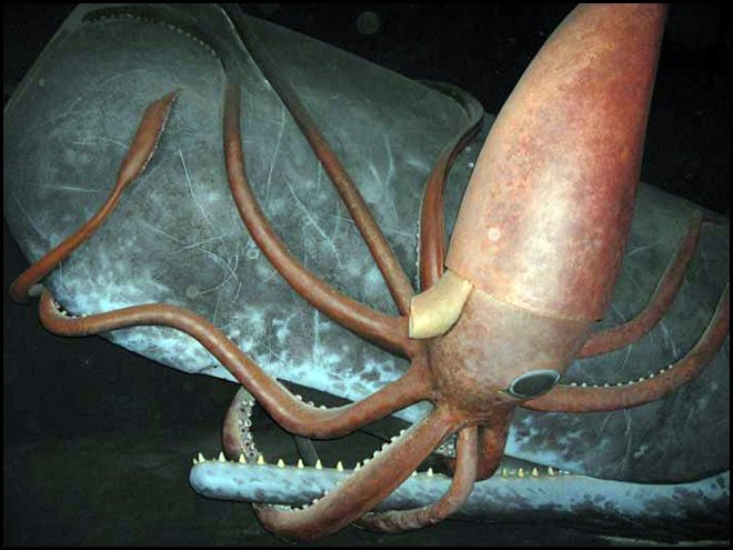 Ambre gris, parfum d'ambre gris