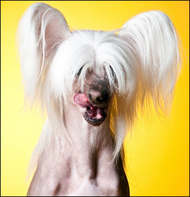 Petits chiens et chiens glamour