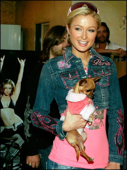 Petits chiens et chiens glamour