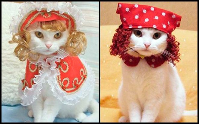 Vêtements et bijoux pour chats stylés