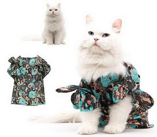 Vêtements et accessoires pour chats