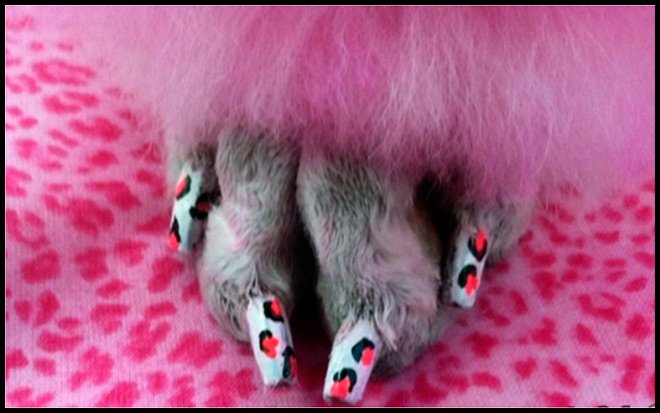 Cosmétiques décoratifs pour chiens