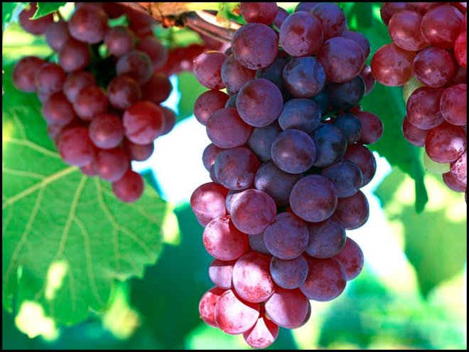 Huile de pépins de raisin pour femmes et hommes