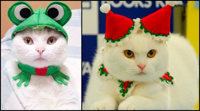 chats photo dans des vêtements originaux