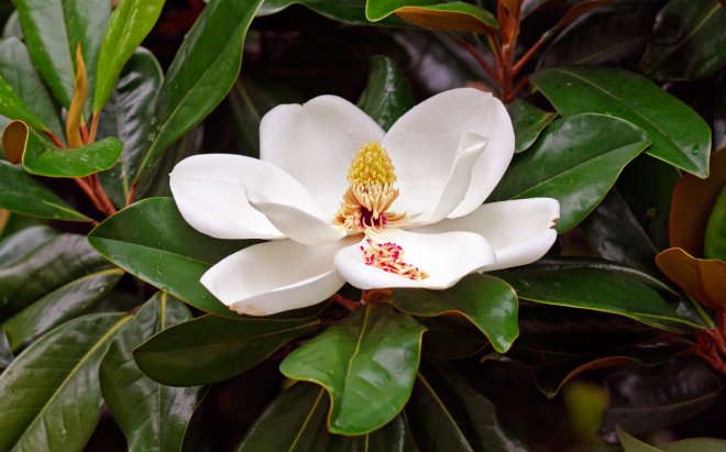 fleur de magnolia