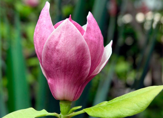 fleur de magnolia