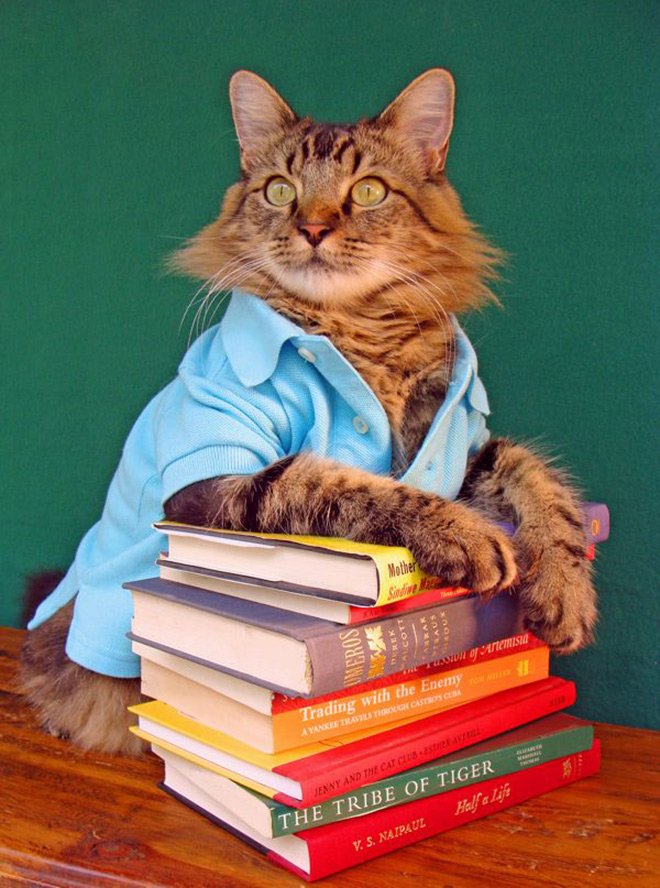 chat en vêtements photo