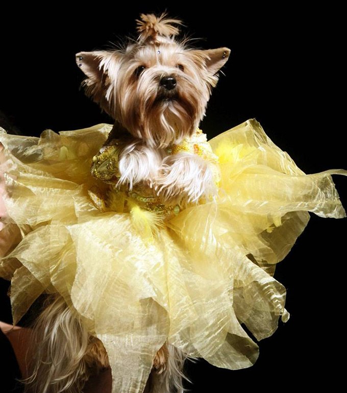 Semaine de la mode de Moscou pour les chats et les chiens