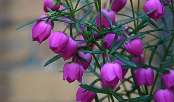 Fleurs de Boronia, photo