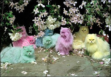 Photographe de mode Tim Walker