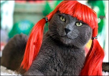 Vêtements et bijoux pour chats stylés