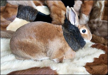 Comment conserver les produits en fourrure