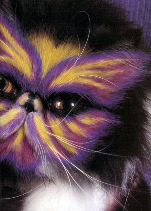 Le chat est l'ennemi de la fashionista !