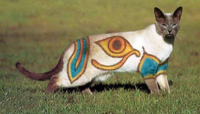 Chat vraiment glamour, photo d'un chat