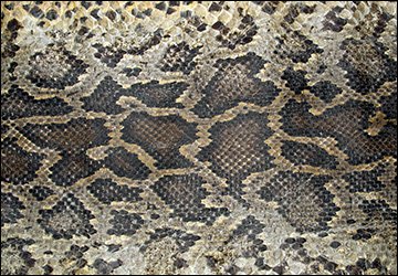 Sacs à main pour femmes en peau de serpent