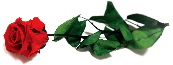 Parfum aphrodisiaque pour femme rose