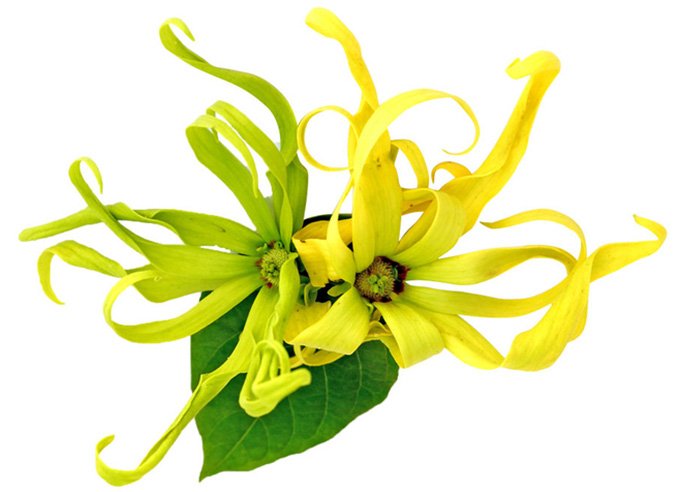 huiles essentielles aphrodisiaques pour femmes ylang-ylang