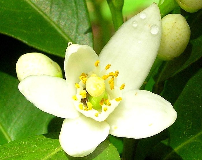 huiles essentielles aphrodisiaques pour femme Néroli photo