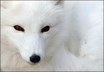 Manteaux de fourrure et protection animale