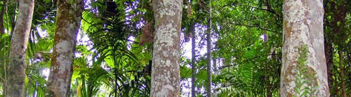 Huile de oud, photo de bois