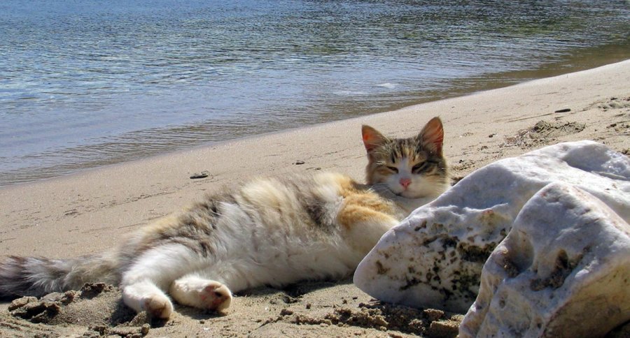 Comment bronzer au soleil photo