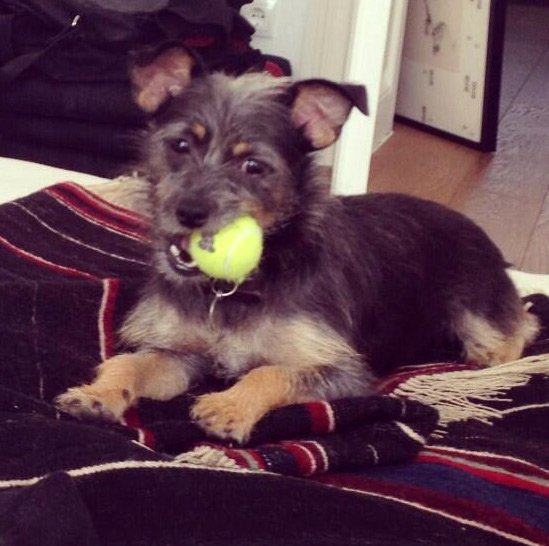 Modèle de chien Anja Rubik