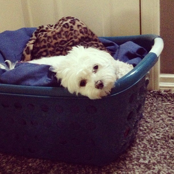 Chiens top modèles Suvi Maria Koponen