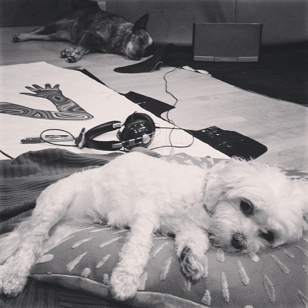 Chiens top modèles Suvi Maria Koponen