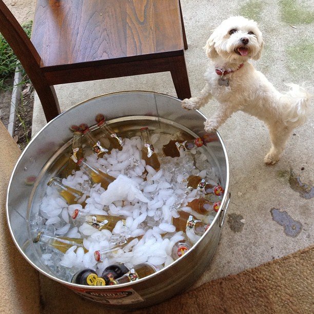 Chiens top modèles Suvi Maria Koponen