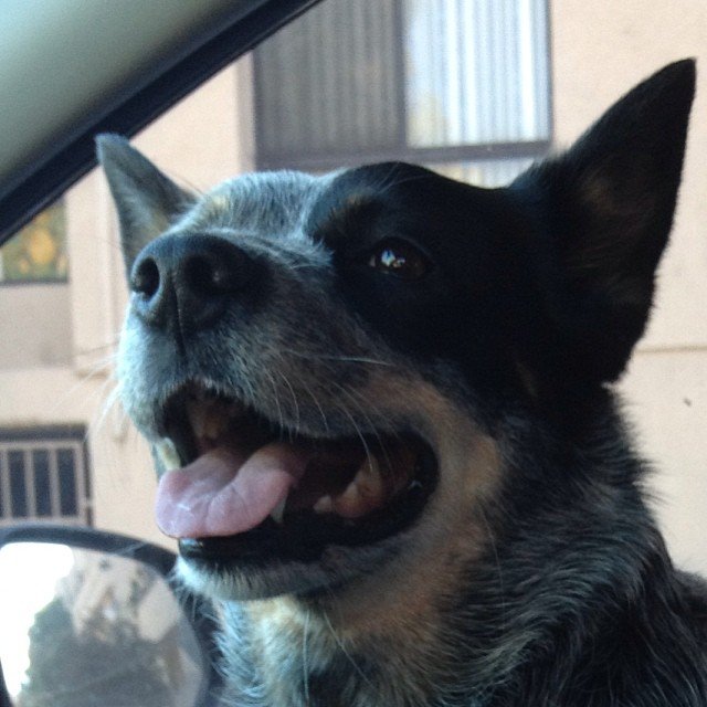 Chiens top modèles Suvi Maria Koponen