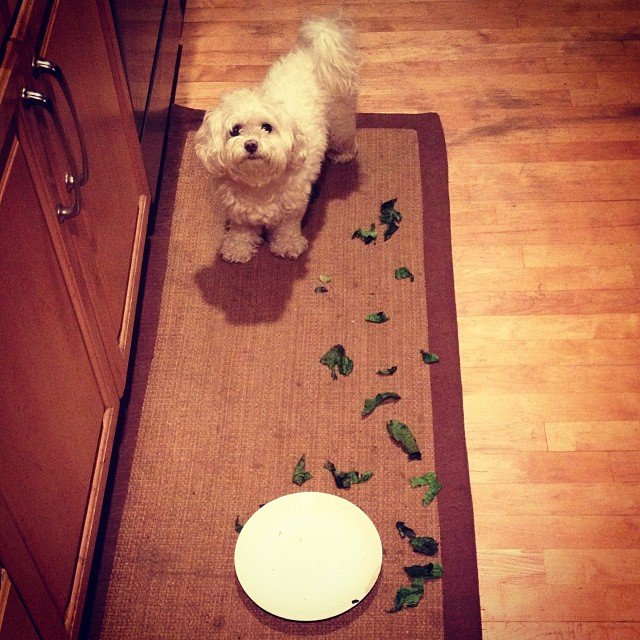 Chiens top modèles Suvi Maria Koponen