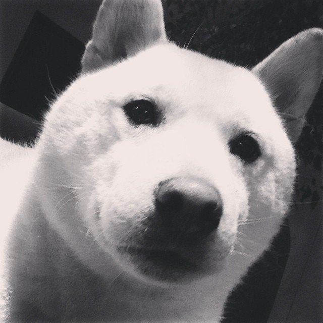 Photo du chien de la page d'Andreea Diaconu