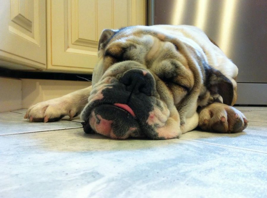 Photo des archives du mannequin Vanessa Axente