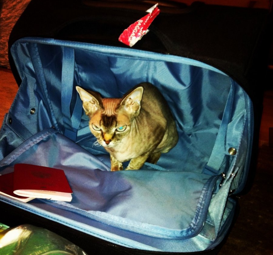 Top model Vlada Rosyalkova et un chat, photo