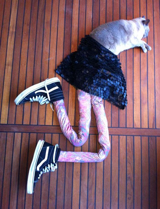 Séance photo de mode pour un chat