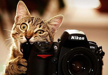 Séance photo de mode pour un chat