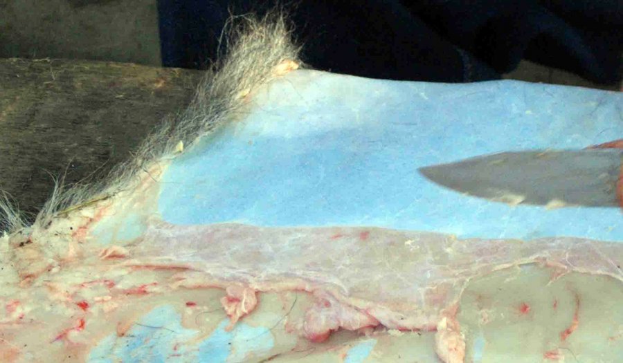 Traitement du cuir naturel et habillage des peaux