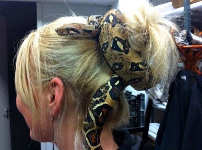 Serpent dans les accessoires de cheveux