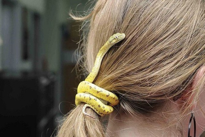 Serpent dans les accessoires de cheveux