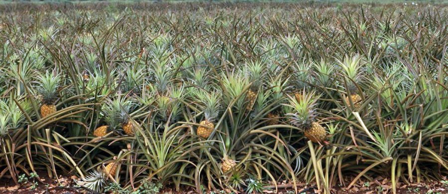Cultiver et planter des ananas, photo