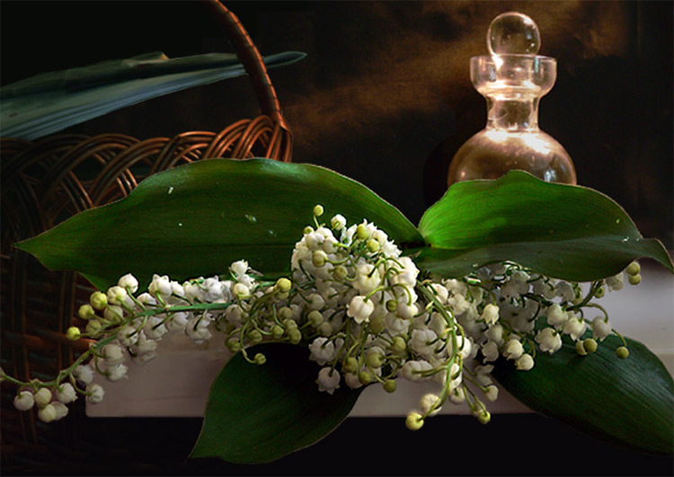 Parfumerie de muguet