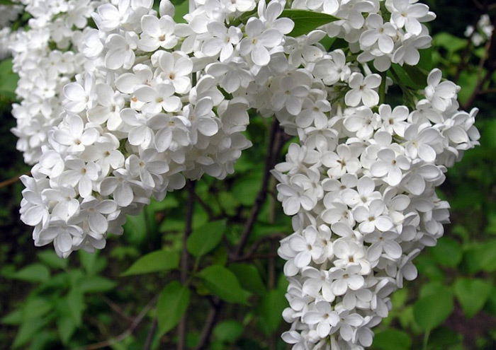 Lilas blanc