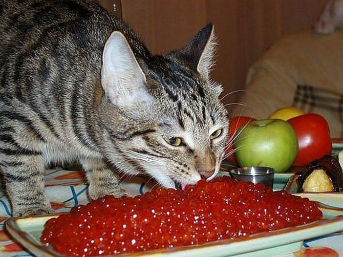 Combien ça coûte de garder un chat ou un chat