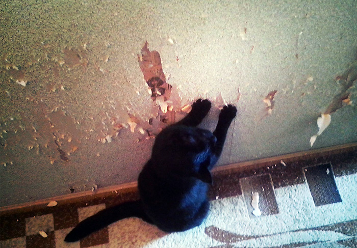 Comment empêcher un chat de gâcher les choses