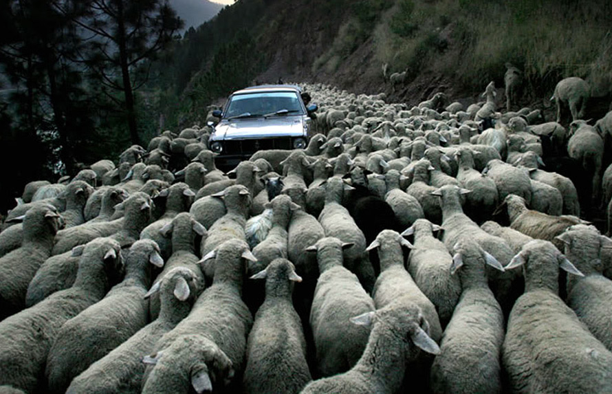 Voiture - à acheter ou pas