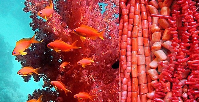 Robes roses et corail 14-15