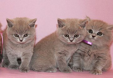 Comment choisir le bon chaton