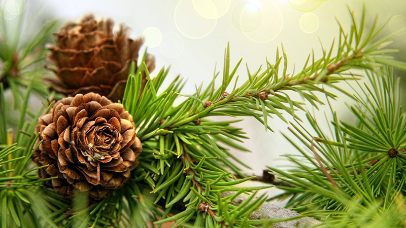 Budget Nouvel An 2026