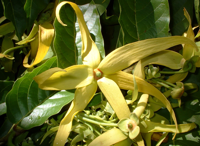 Fleur d'arbre d'ylang-ylang de Kananga