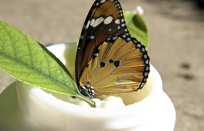 Cosmétique naturelle